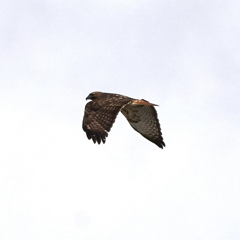 Red-tailed Hawk - Shigure's Admiral