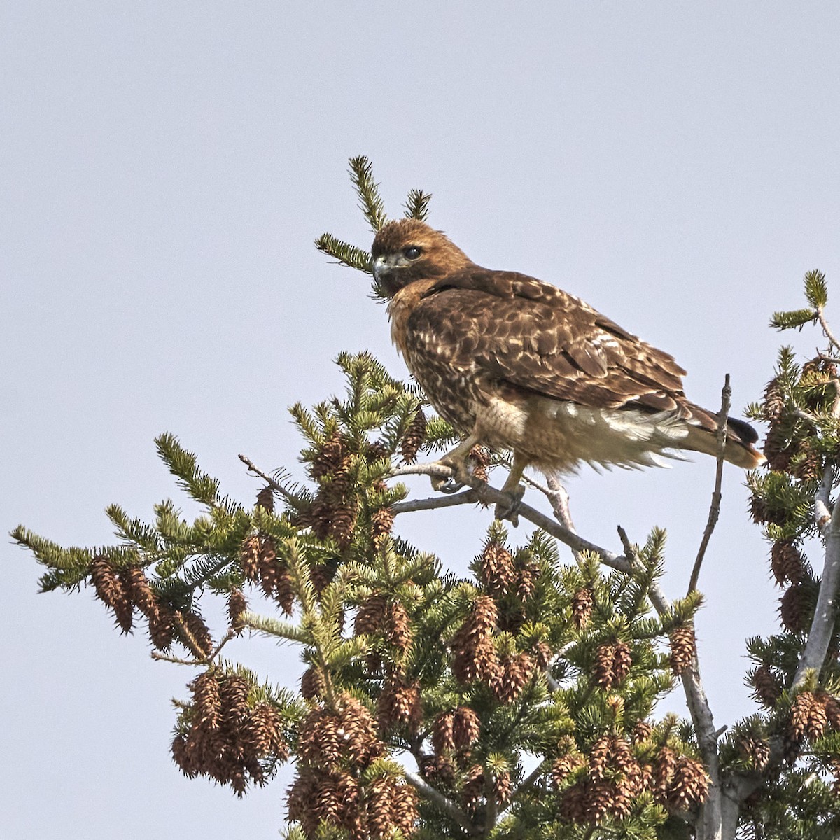 Red-tailed Hawk - Shigure's Admiral