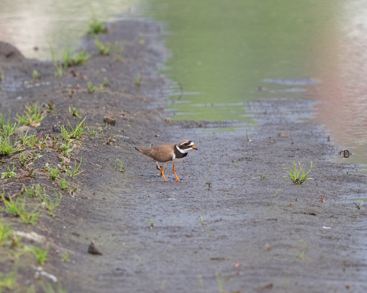 Common Ringed Plover - ML618321537