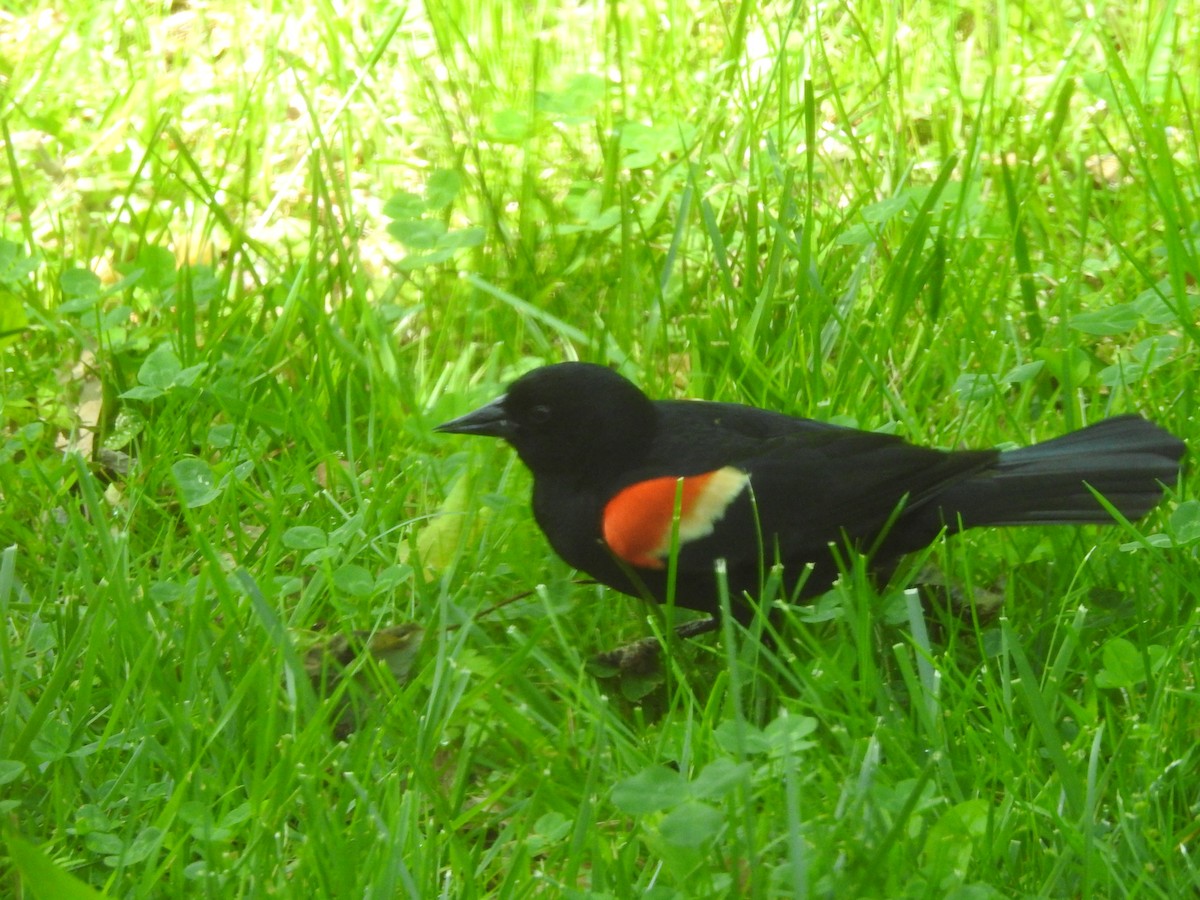 Red-winged Blackbird - ML618321550