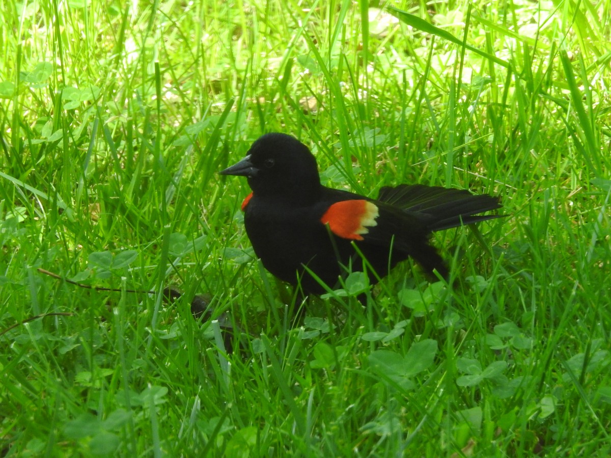 Red-winged Blackbird - ML618321551