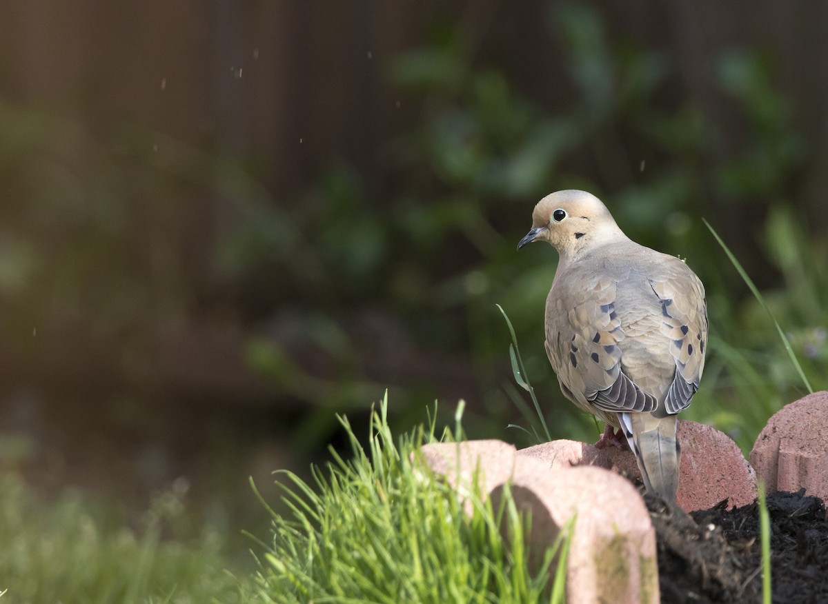 Mourning Dove - Brent Angelo