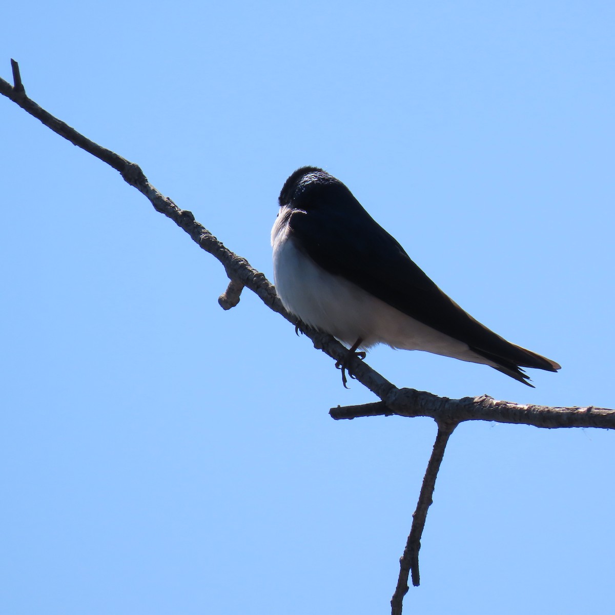Tree Swallow - ML618321565