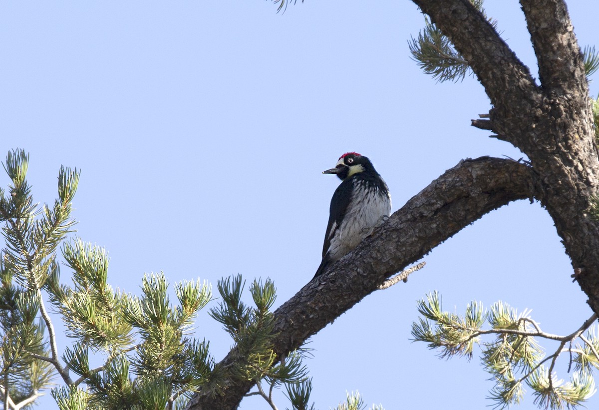 Acorn Woodpecker - ML618321578
