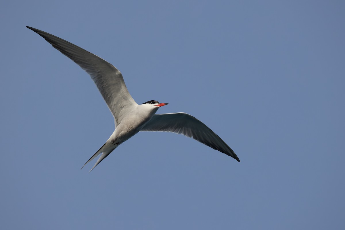 Common Tern - ML618321581