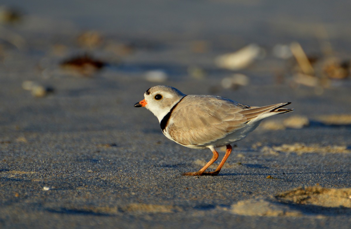 Piping Plover - ML618321604
