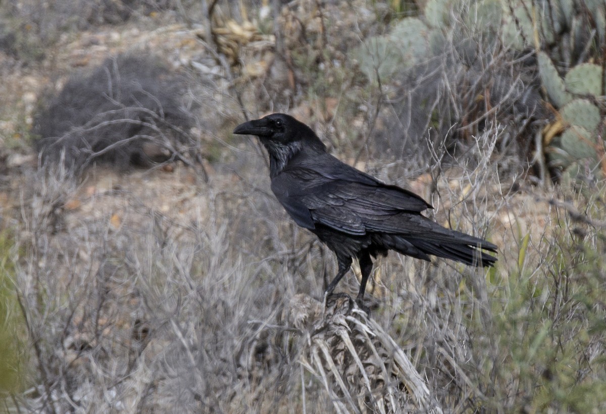 Common Raven - ML618321616