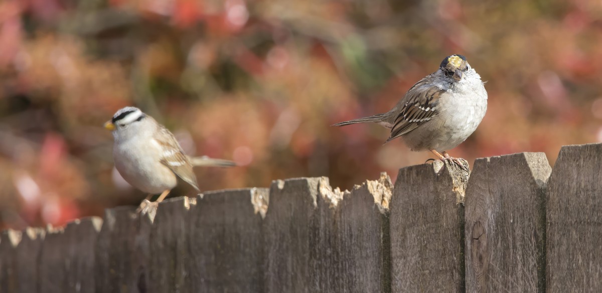Golden-crowned Sparrow - ML618321623