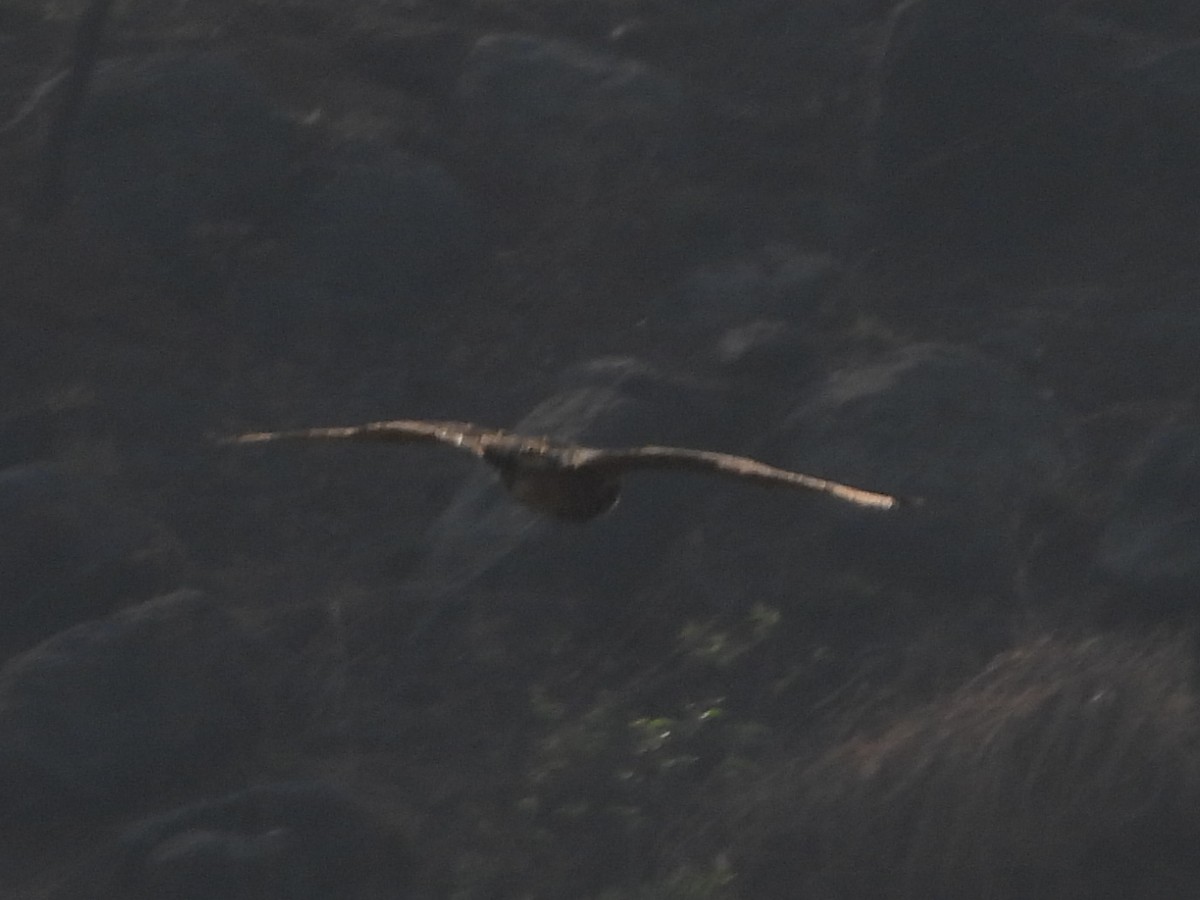 Rock Eagle-Owl - ML618321624