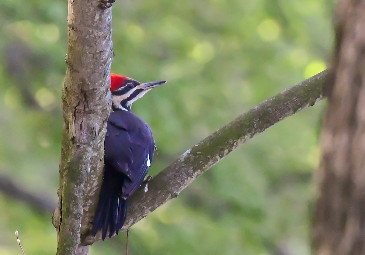 Pileated Woodpecker - Bob Reiter