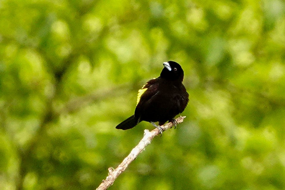 Flame-rumped Tanager - ML618321638