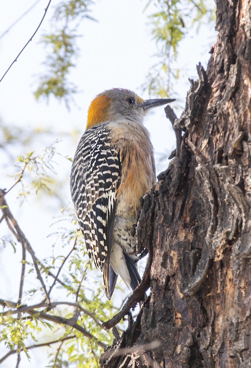 Golden-fronted Woodpecker - ML618321658