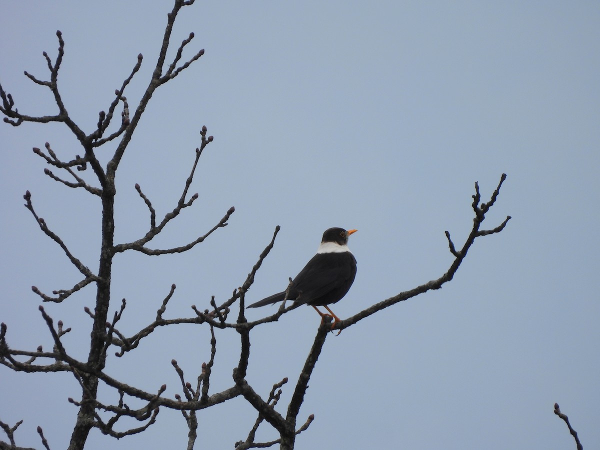 White-collared Blackbird - ML618321693