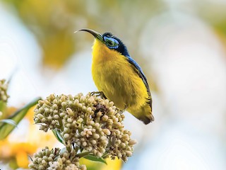  - Yellow-bellied Sunbird-Asity