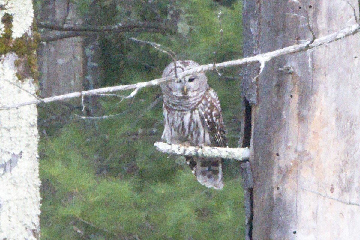 Barred Owl - Peter Swaine