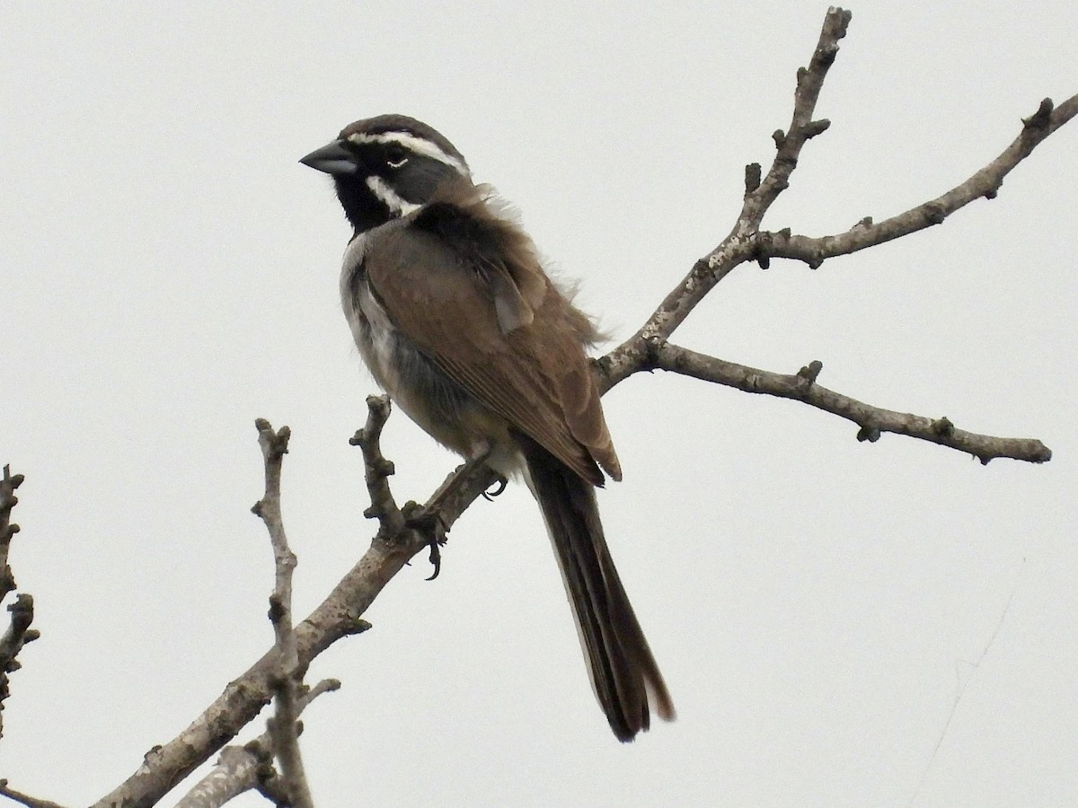 Black-throated Sparrow - ML618321727