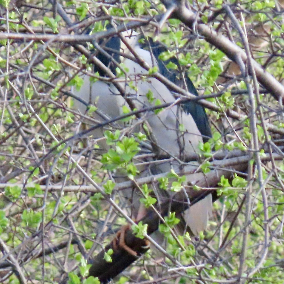 Black-crowned Night Heron - ML618321728