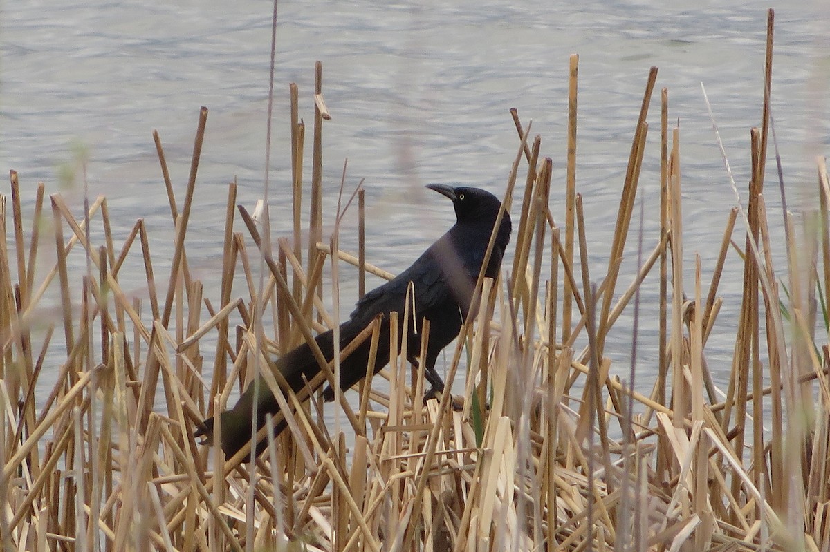 Great-tailed Grackle - ML618321733