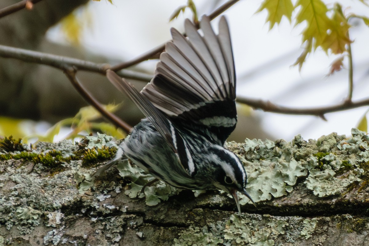 Black-and-white Warbler - ML618321776