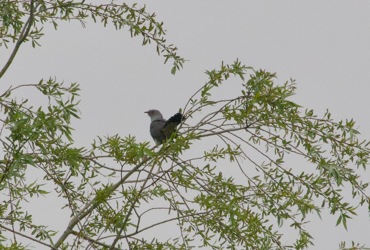 Common Cuckoo - ML618321781