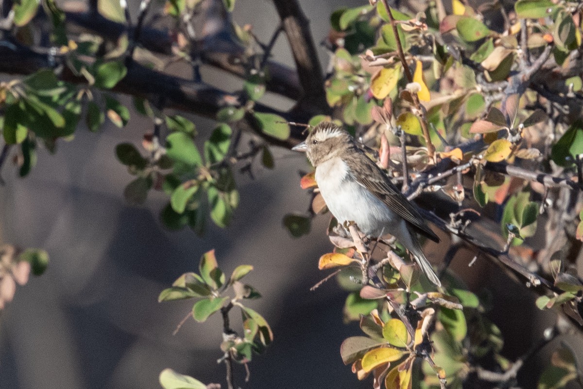 Yellow-throated Bush Sparrow - Ross Bartholomew