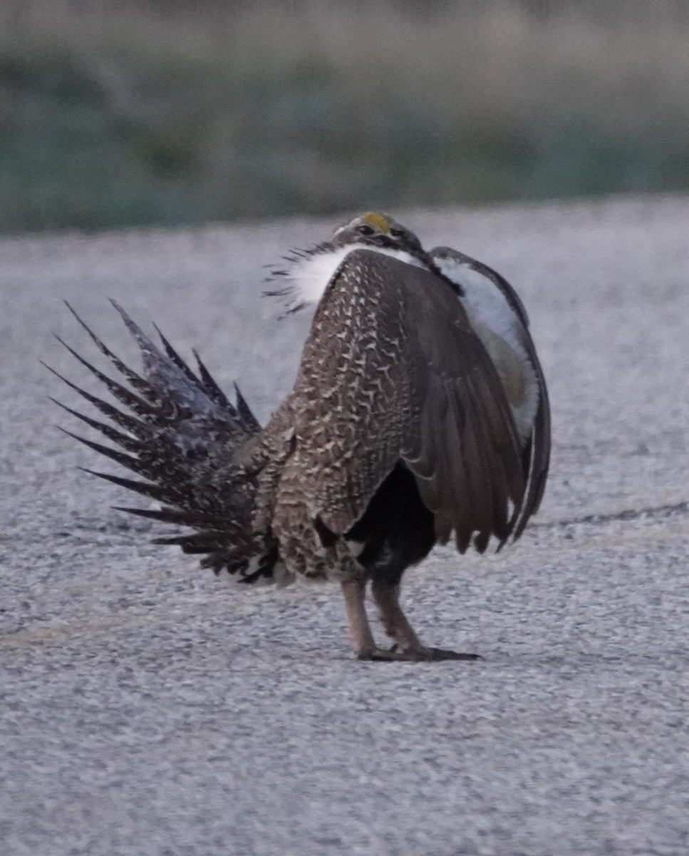Greater Sage-Grouse - ML618321817