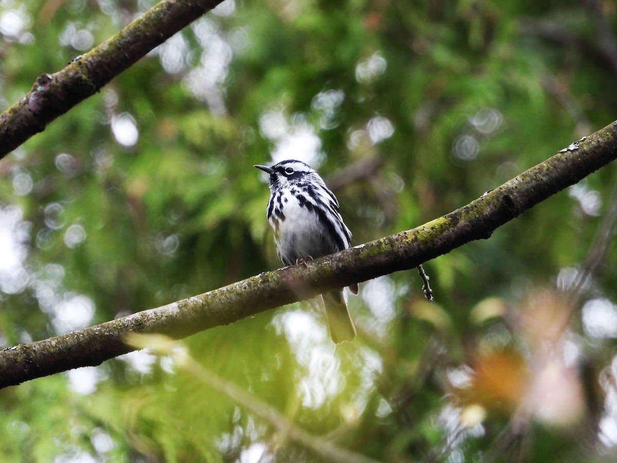 Black-and-white Warbler - Marc Belliard