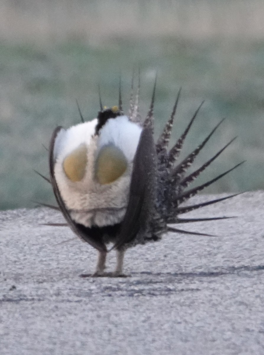 Greater Sage-Grouse - ML618321826