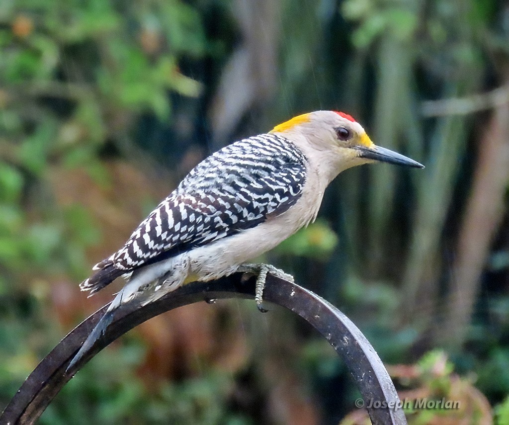 Golden-fronted Woodpecker - ML618321830