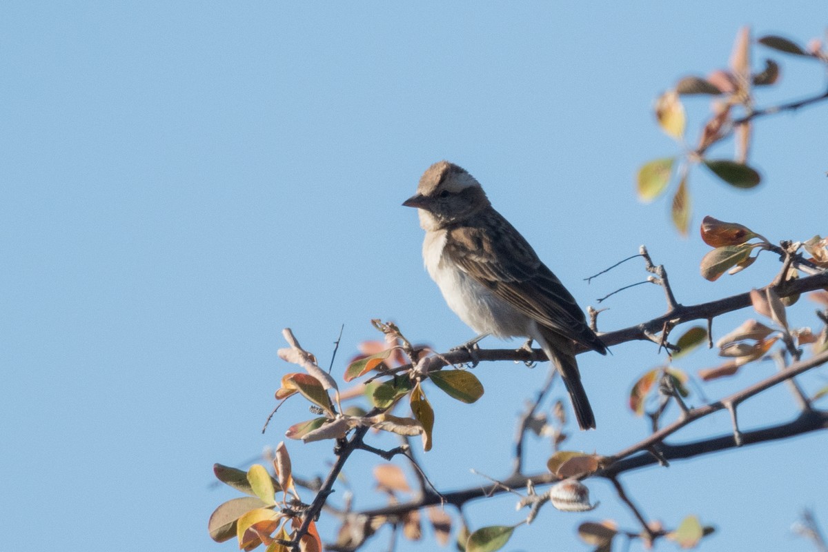 Yellow-throated Bush Sparrow - ML618321837