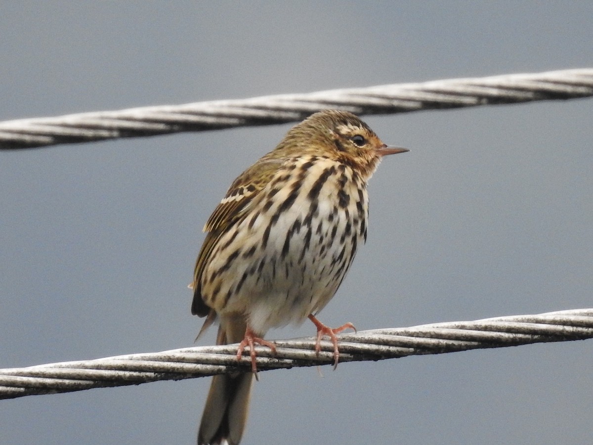 Olive-backed Pipit - ML618321839