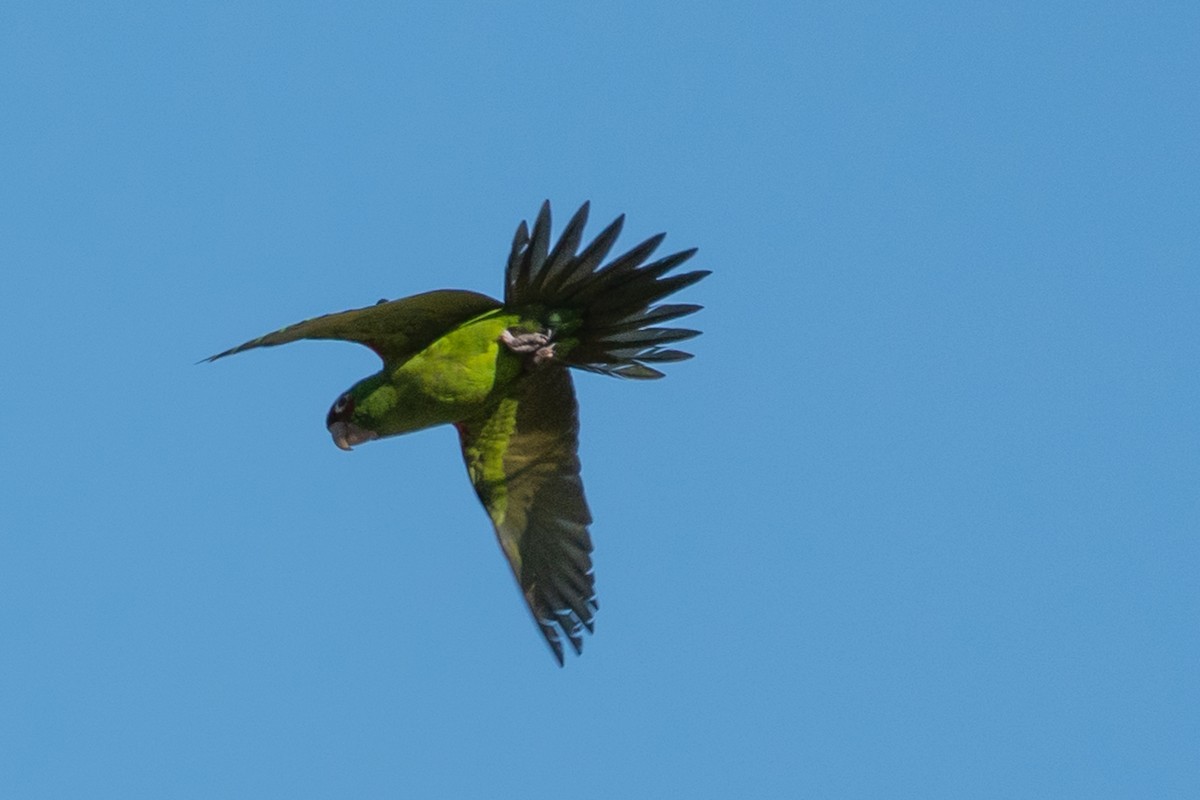 Guayaquil Papağanı - ML618321840
