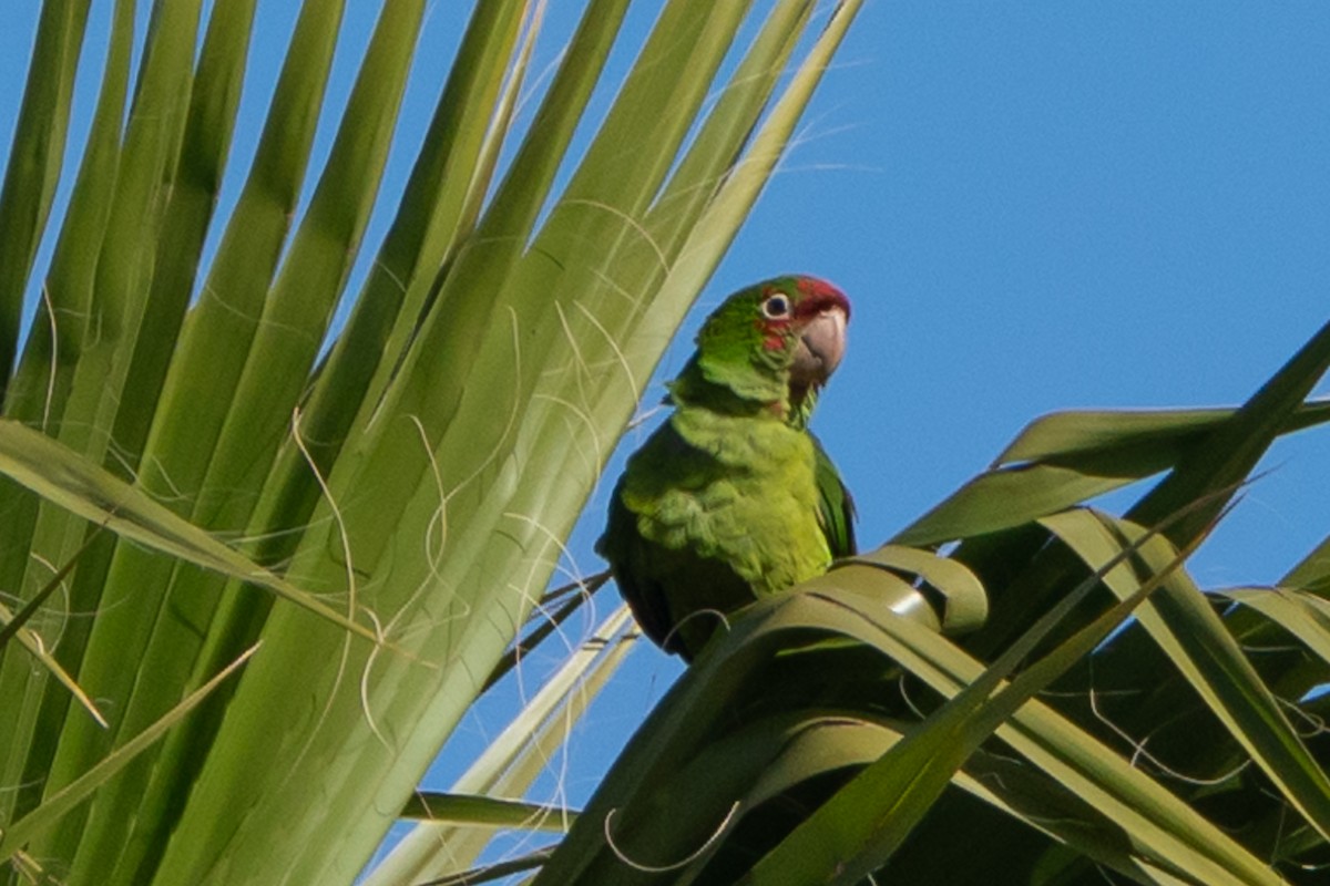 Guayaquil Papağanı - ML618321841