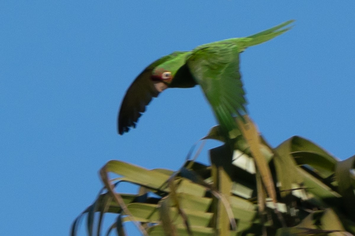 Guayaquil Papağanı - ML618321842