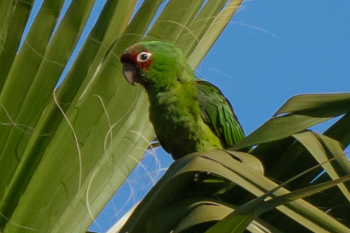 Guayaquil Papağanı - ML618321843