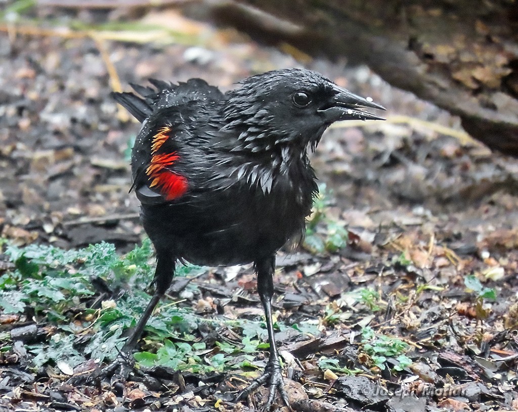 Red-winged Blackbird - ML618321862