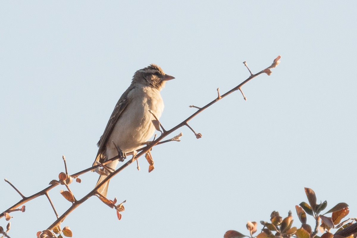 Yellow-throated Bush Sparrow - ML618321864