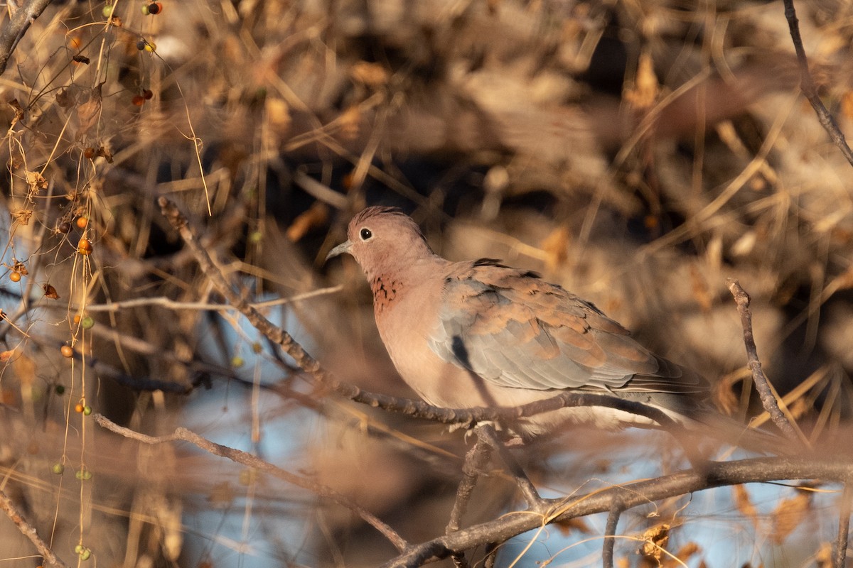 Laughing Dove - ML618321868