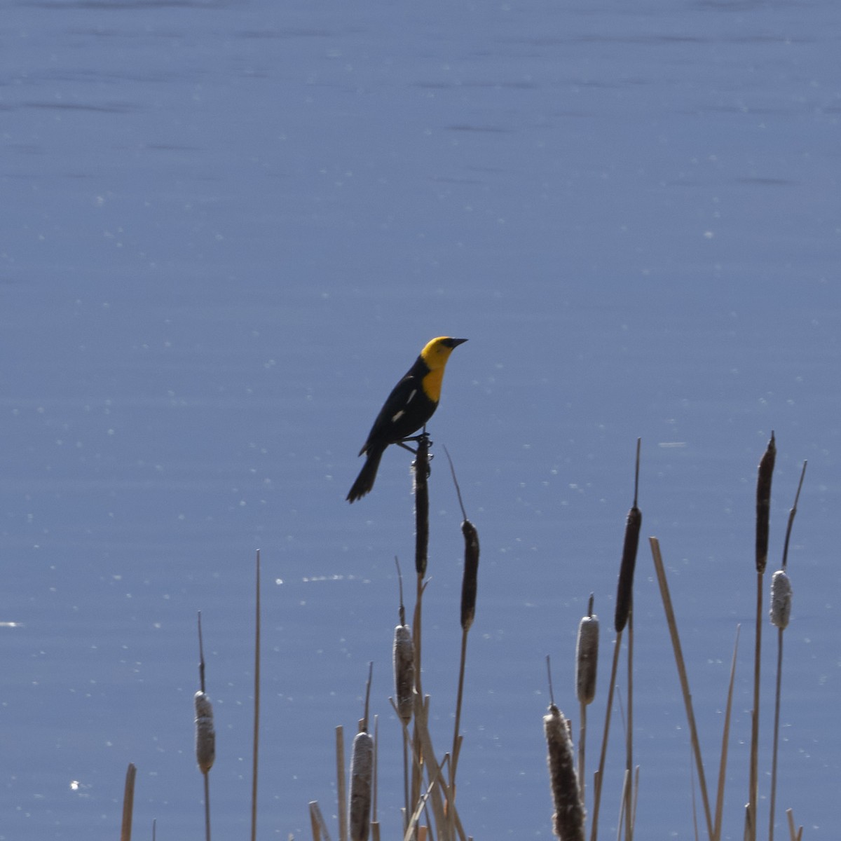 Yellow-headed Blackbird - ML618321891