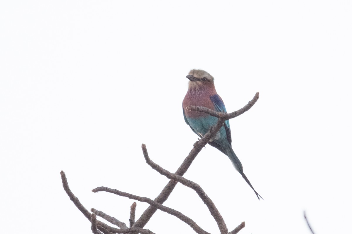Lilac-breasted Roller - ML618321901