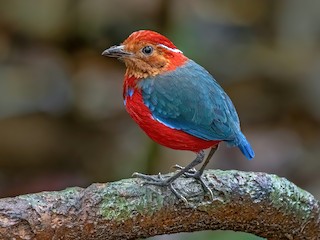  - Blue-banded Pitta