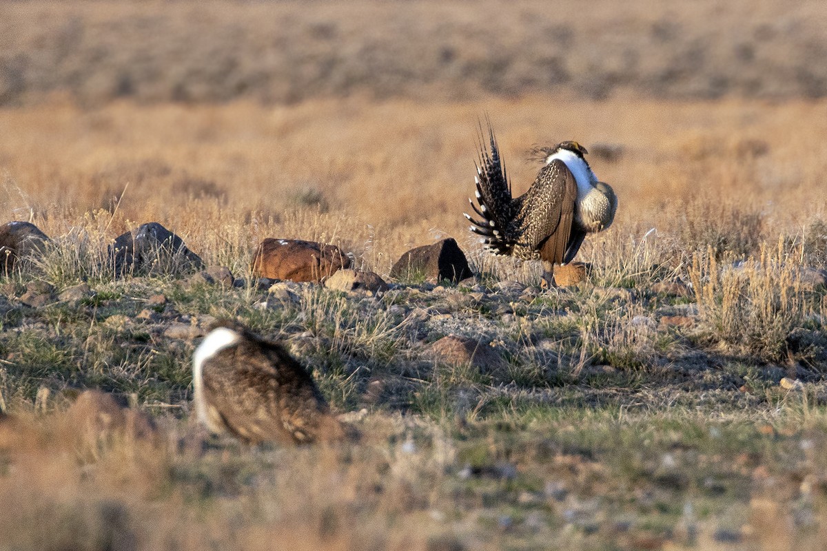 Greater Sage-Grouse - ML618321916