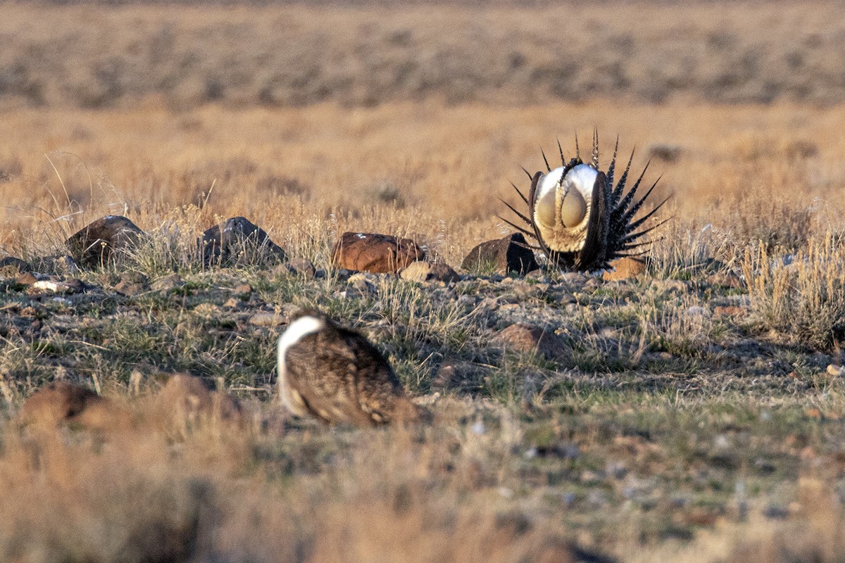 Greater Sage-Grouse - ML618321928
