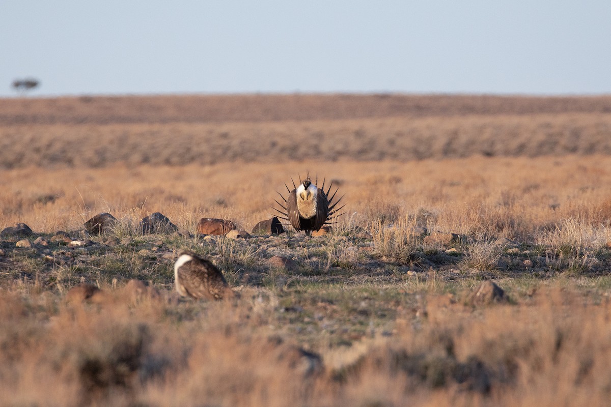 Greater Sage-Grouse - ML618321931