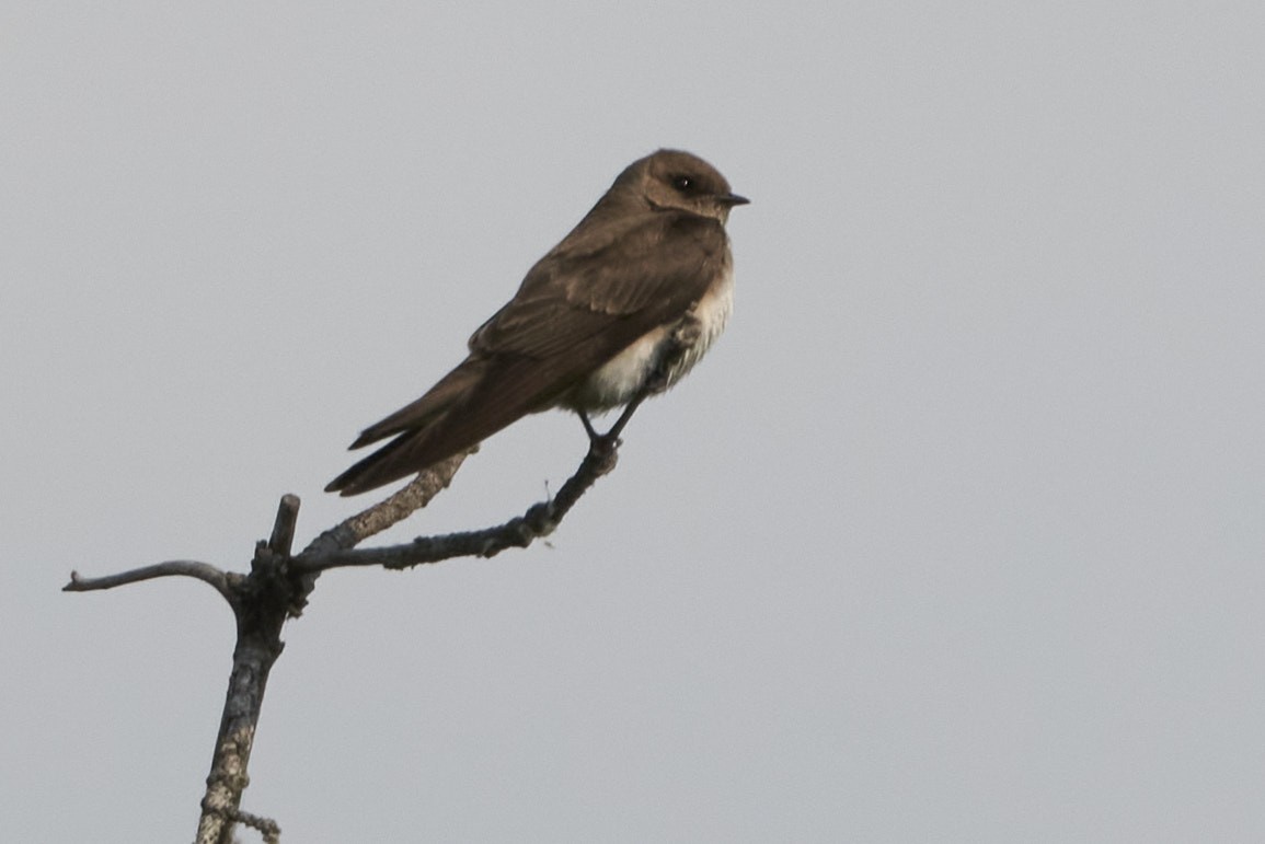 Northern Rough-winged Swallow - Shigure's Admiral