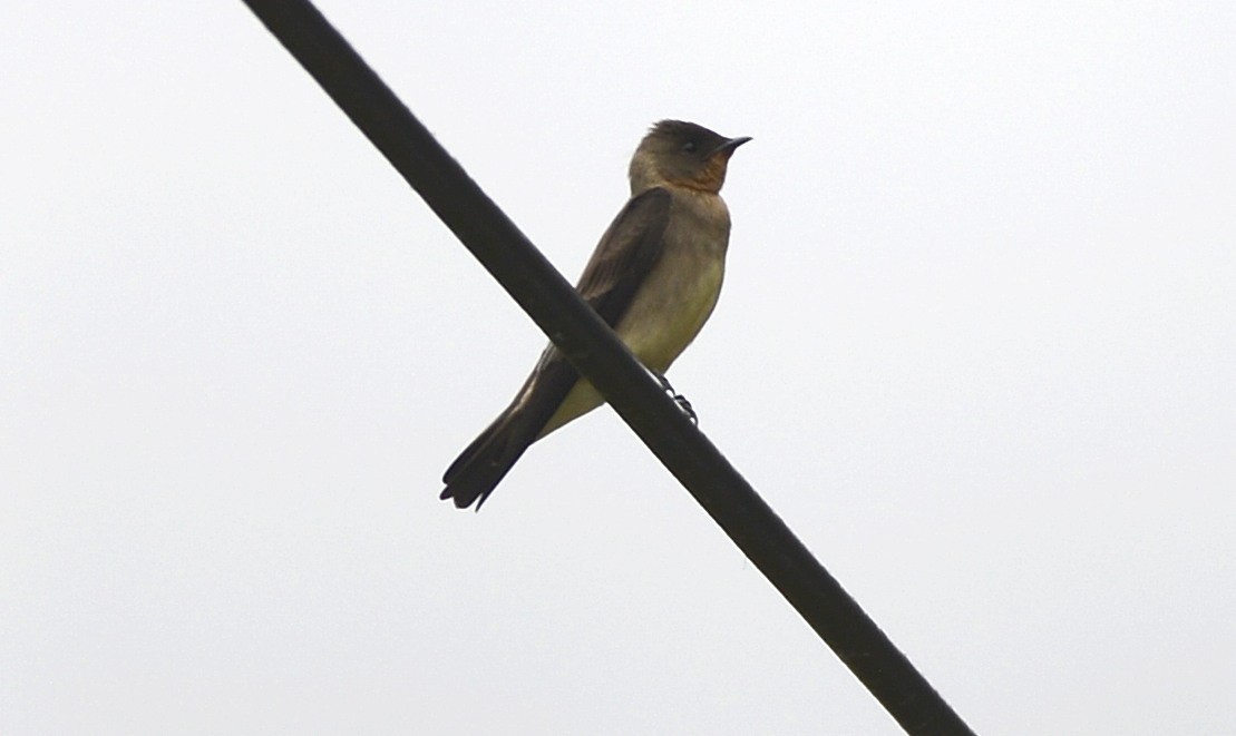 Southern Rough-winged Swallow - Spencer Vanderhoof