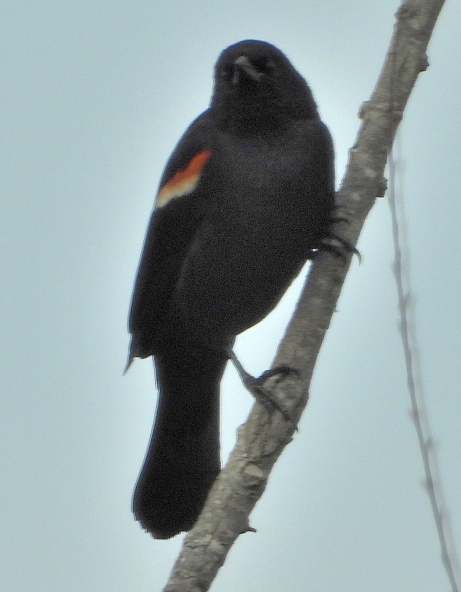 Red-winged Blackbird - ML618321957