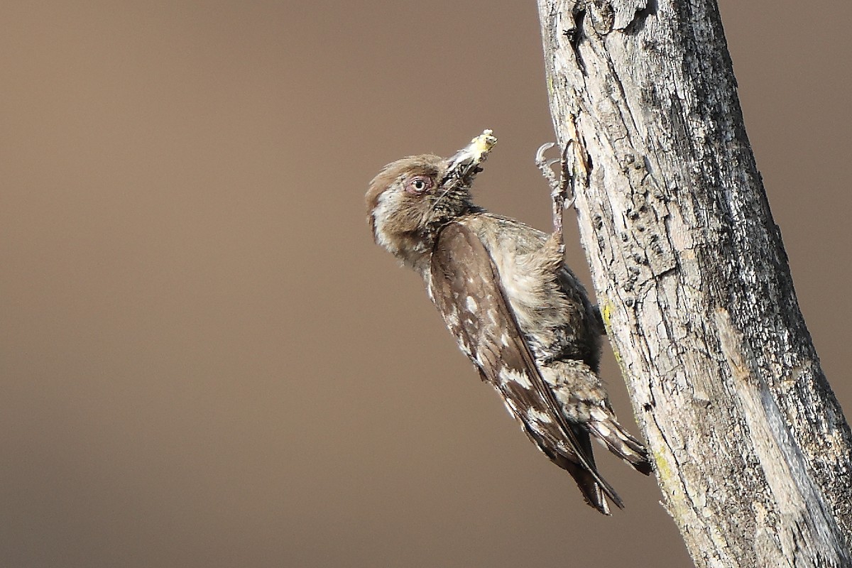 Brown-capped Pygmy Woodpecker - ML618321960