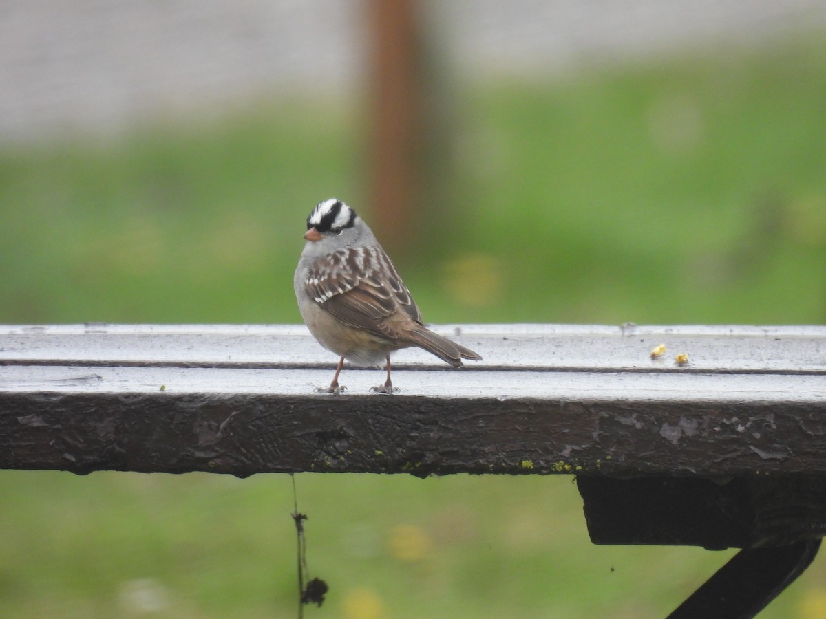 White-crowned Sparrow - ML618321979