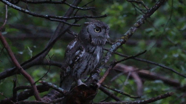 Eastern Screech-Owl (Northern) - ML618321981